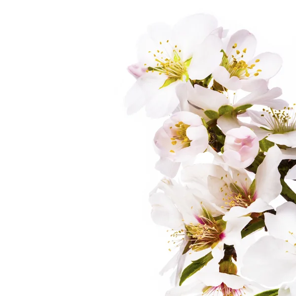 アーモンドの花を春します。 — ストック写真