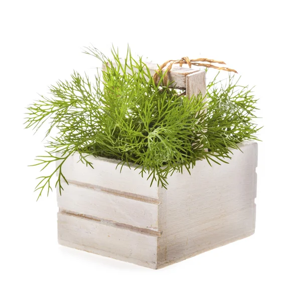 Dill in wooden box — Stock Photo, Image