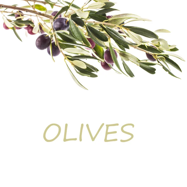 Gałąź drzewa oliwnego — Zdjęcie stockowe