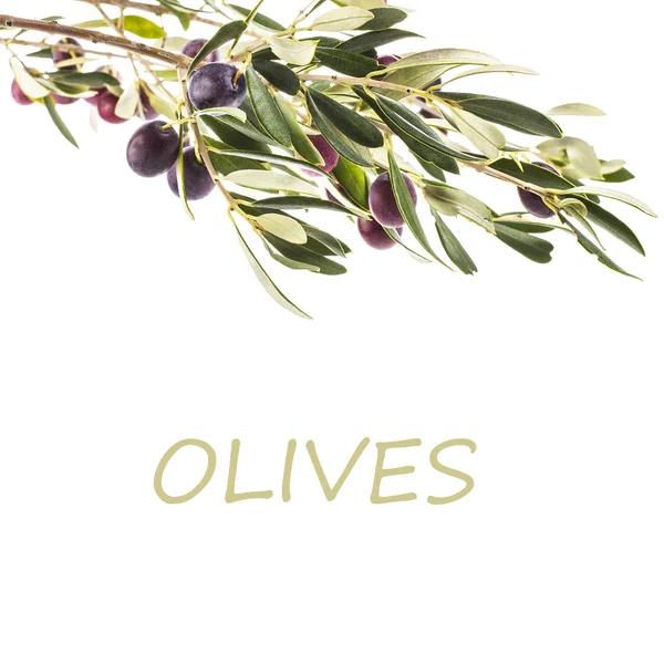 Olive tree branch — Stock Photo, Image