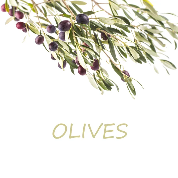 Olive tree branch — Stock Photo, Image