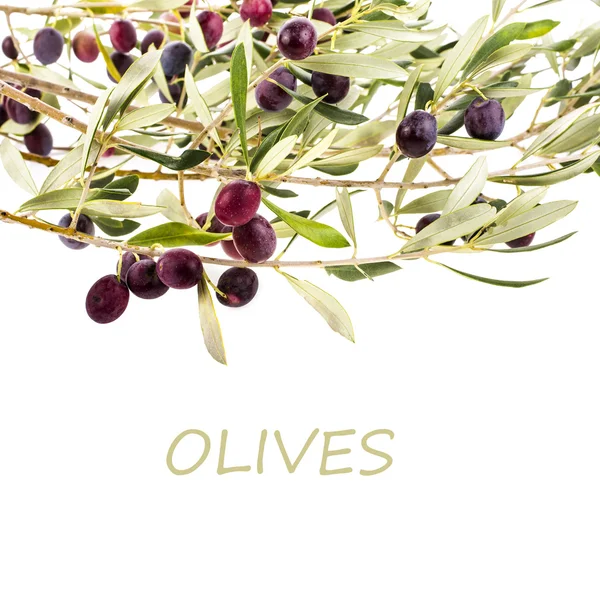 Olive tree branch — Stock Photo, Image