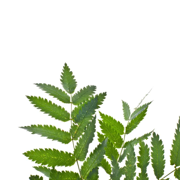 신선한 밝은 녹색 잎 — 스톡 사진