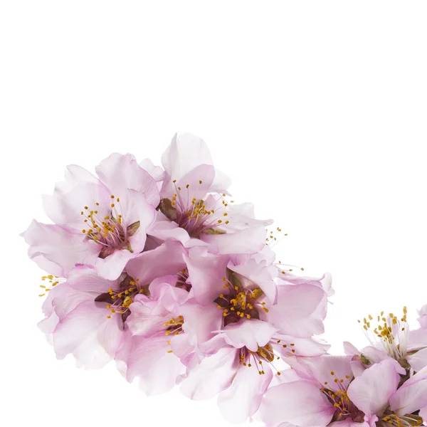 아몬드 꽃 봄 — 스톡 사진
