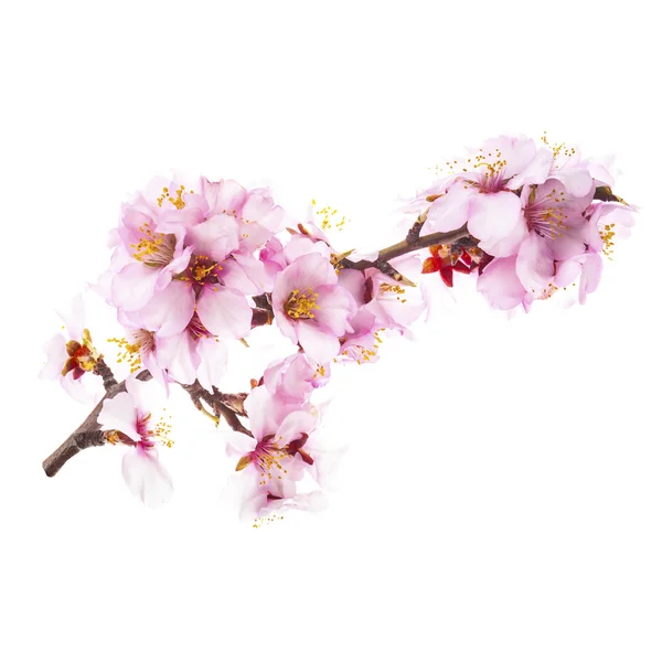 Spring Almond blossoms — Stock Photo, Image