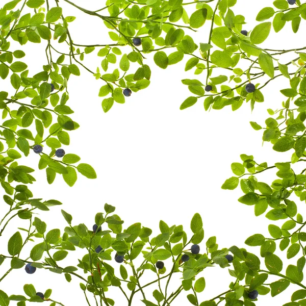 Bessen en bladeren van blauwe bosbessen — Stockfoto