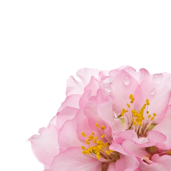 Flores de almendras de primavera —  Fotos de Stock