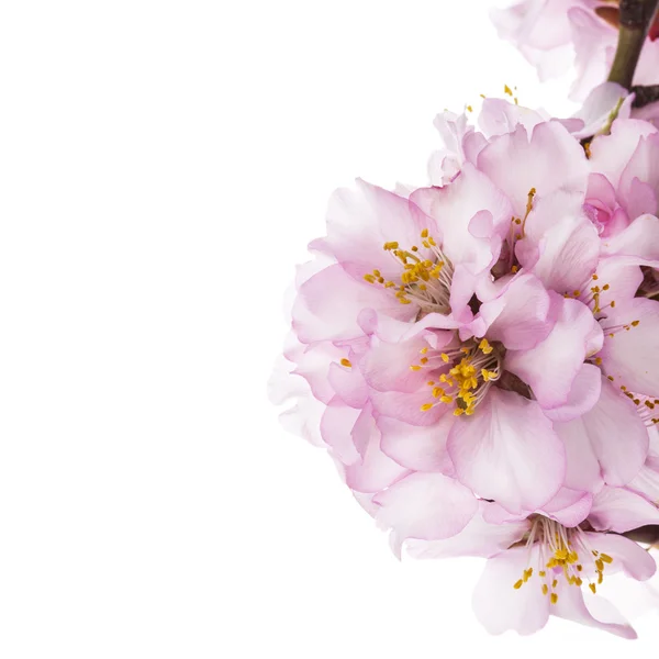 Lente amandel blossoms — Stockfoto