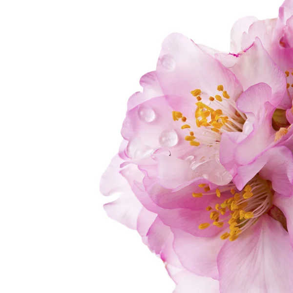 Αμύγδαλο άνθη την άνοιξη — Φωτογραφία Αρχείου