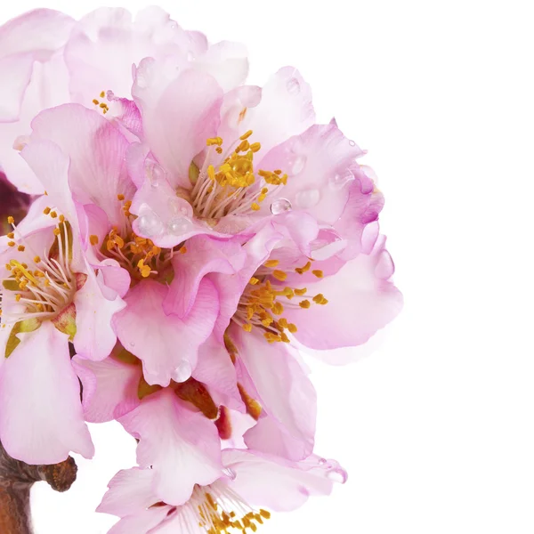 Mandelblüten im Frühling — Stockfoto