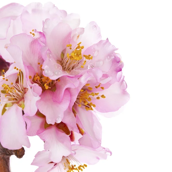 Spring Almond blossoms — Stock Photo, Image