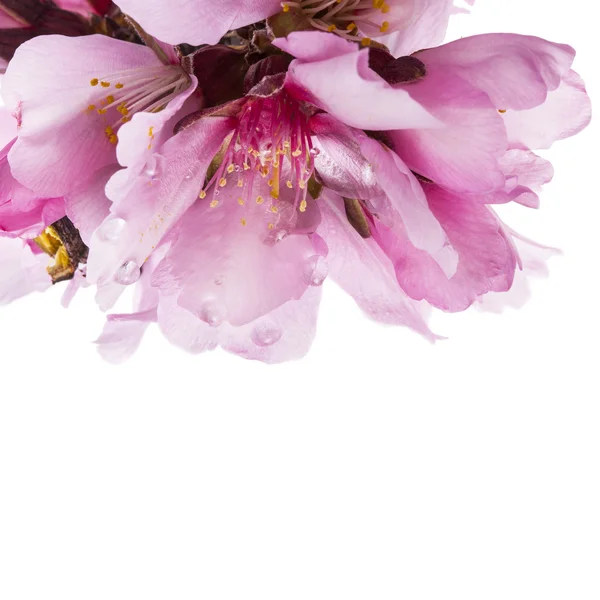 Flores de almendras de primavera —  Fotos de Stock