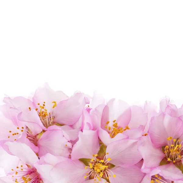 Αμύγδαλο άνθη την άνοιξη — Φωτογραφία Αρχείου