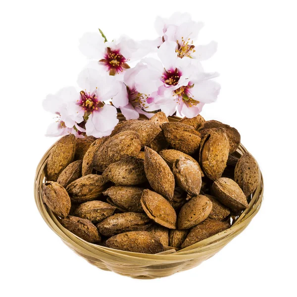 Almond blossoms and almonds in basket — Stock Photo, Image
