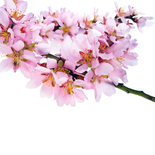 Flores de almendras de primavera — Foto de Stock