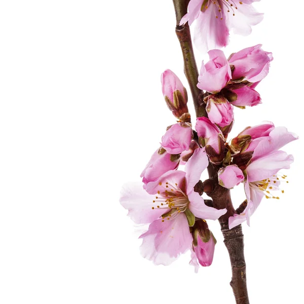Wiosennych kwiatów migdałów — Zdjęcie stockowe