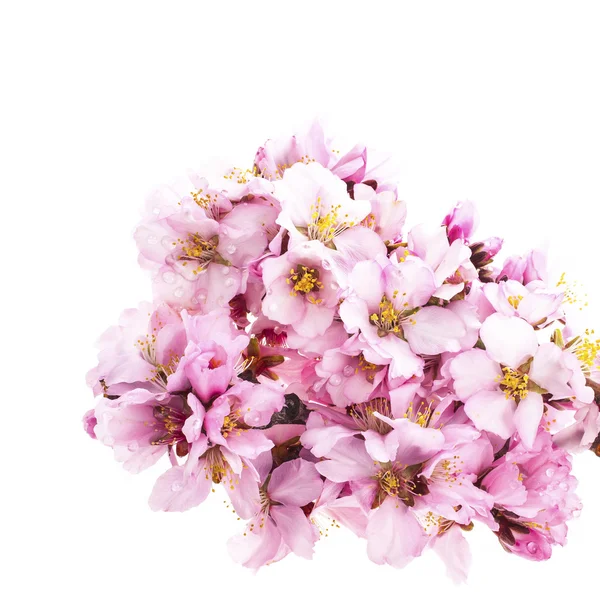 Flores de almendras de primavera —  Fotos de Stock