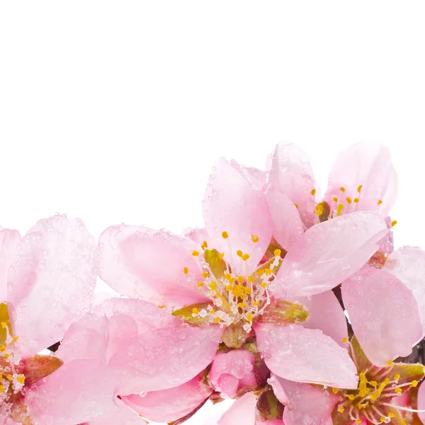 Flores de almendras de primavera — Foto de Stock