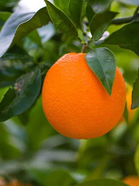 Ripe orange on a tree — Stock Photo, Image