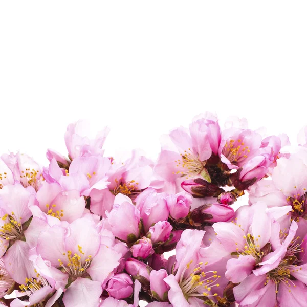 Mandelblüten im Frühling — Stockfoto