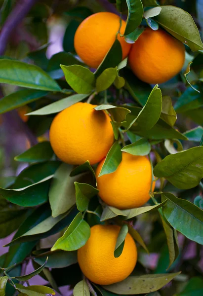 Naranjas maduras en un árbol — Foto de Stock