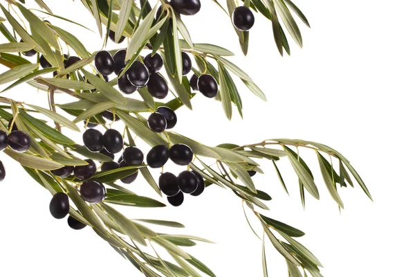 zeytin ağacı dalı
