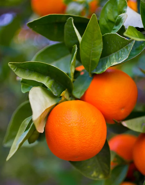 Ripe oranges on a tree — Stock Photo, Image