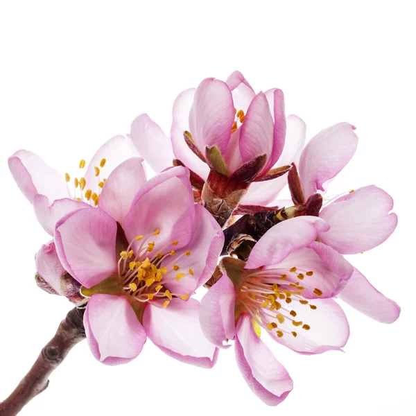 Flores de almendras de primavera —  Fotos de Stock