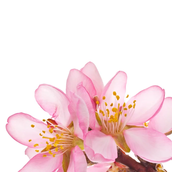 Badem çiçeği bahar — Stok fotoğraf