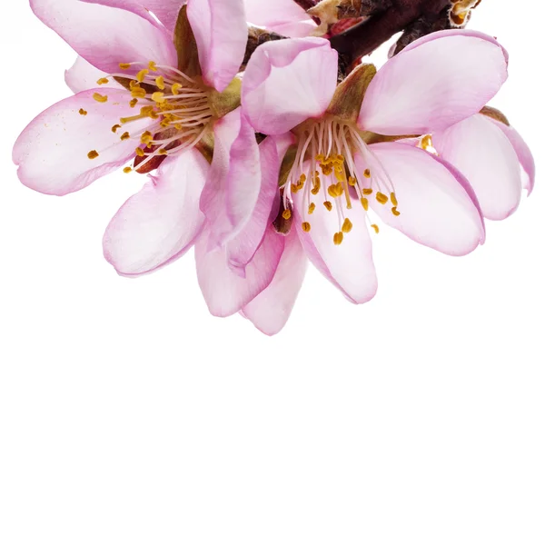 Spring Almond blossoms — Stock Photo, Image