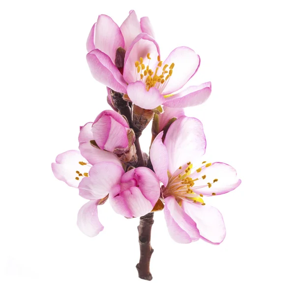 Flores de almendras de primavera — Foto de Stock