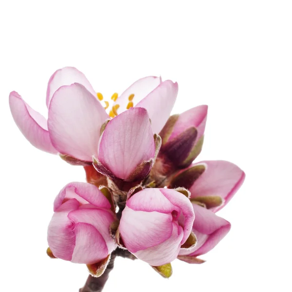 Mandelblüten im Frühling — Stockfoto