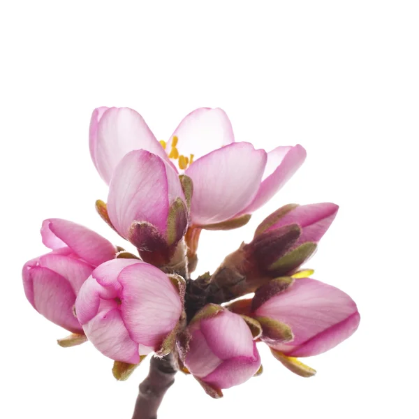 Spring Almond blossoms — Stock Photo, Image