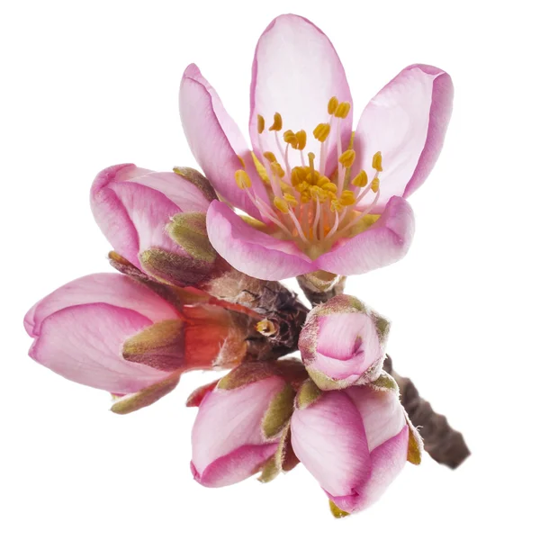 Spring Almond blossoms — Stock Photo, Image