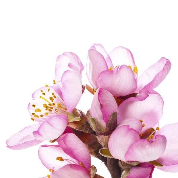 Wiosennych kwiatów migdałów — Zdjęcie stockowe