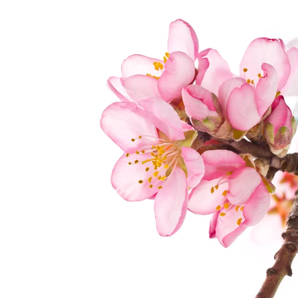 Lente amandel blossoms — Stockfoto