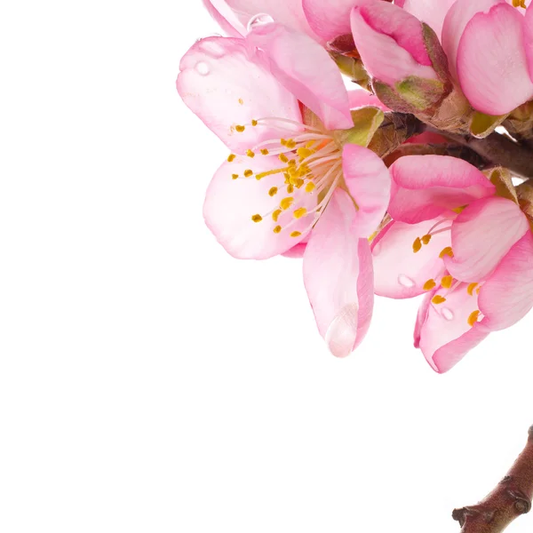 Flores de almendras de primavera — Foto de Stock