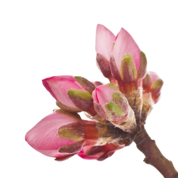 Flores de almendras de primavera — Foto de Stock