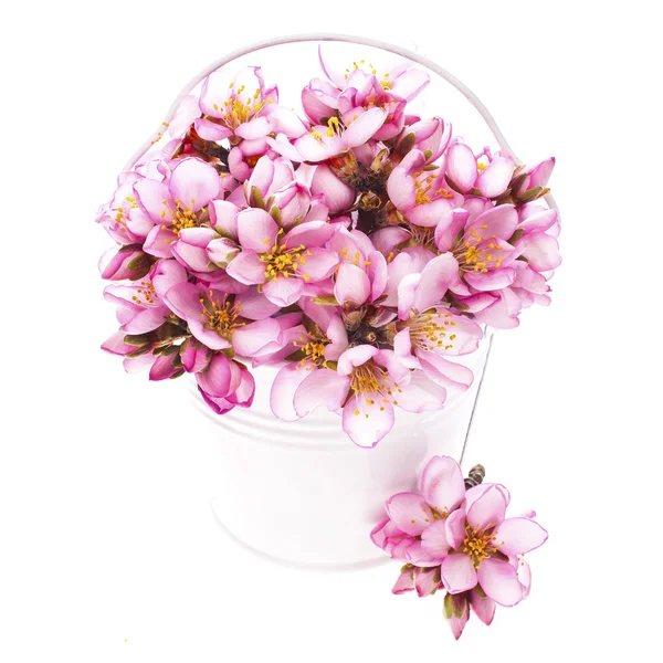 Mandelblüten im weißen Eimer — Stockfoto