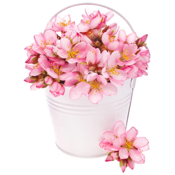 Almond blossoms in white bucket — Stock Photo, Image