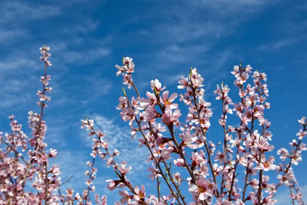 Mandelträd blommor — Stockfoto