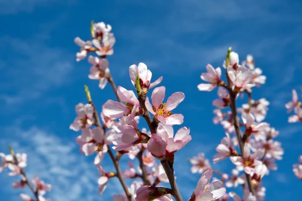 Mandelträd blommor — Stockfoto