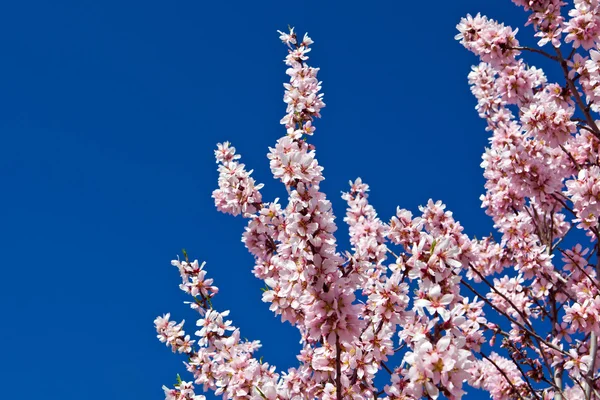 Mandelträd blommor — Stockfoto