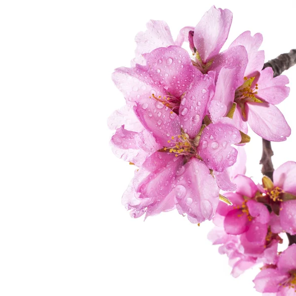 Flores de amêndoa de primavera — Fotografia de Stock