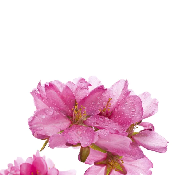 Flores de almendras de primavera —  Fotos de Stock