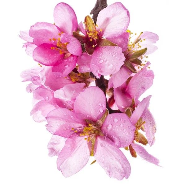 Spring Almond blossoms — Stock Photo, Image