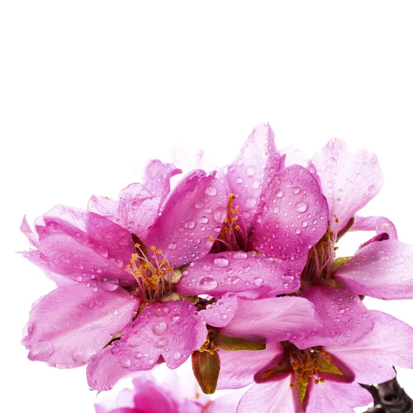 Flores de almendras de primavera — Foto de Stock