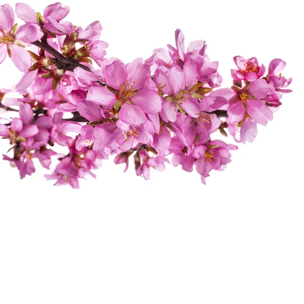 Spring Almond blossoms — Stock Photo, Image