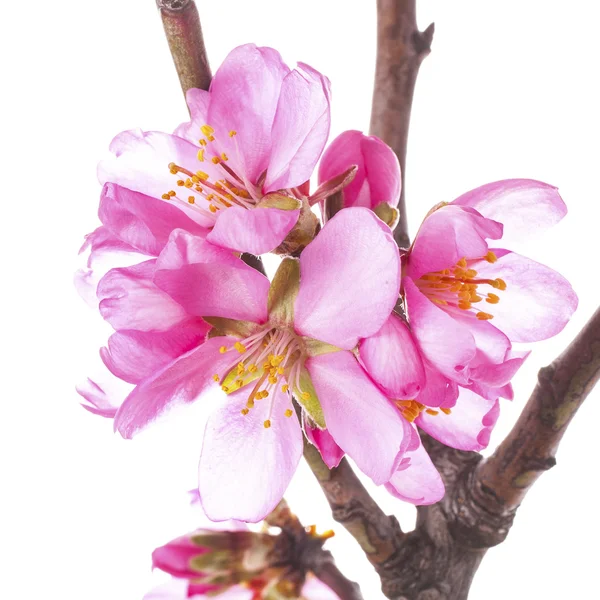 Flores de almendras de primavera — Foto de Stock