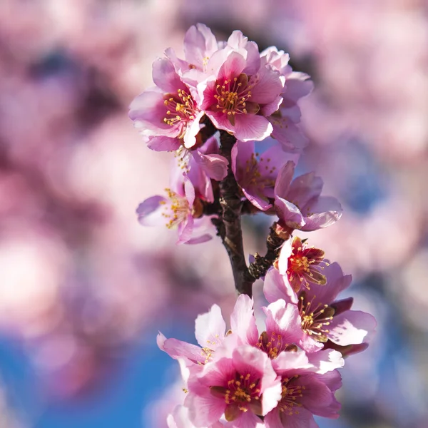 Fiori di mandorlo — Foto Stock